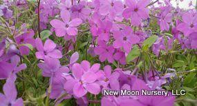 An excellent and fragrant groundcover, creeping phlox provides soil stabilization. 