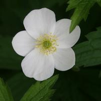 Meadow anemone (No Advance Orders)
