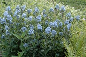 Bluestar is suitable for use in rain gardens, ornamental landscapes, and for attracting pollinators. 