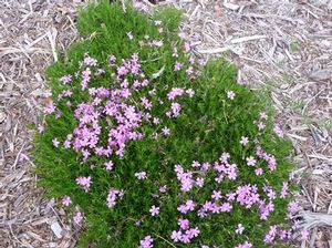 Moss phlox forms dense carpets, helps stabilize soil and does well in poor and sandy soils. 
