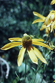 Perennial for wet spaces, this Rudbeckia is naturally found in wetland areas, along streams and ponds, and wet woodland areas.
Photo credit: USDA-NRCS PLANTS Database