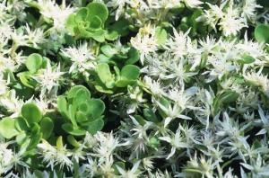 Stone crop is a succulent groundcover. Naturalizing, drought tolerant, and soil stabilizer. 