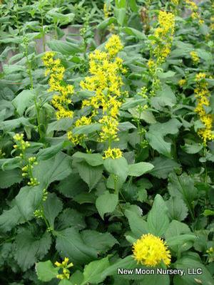 This goldenrod is a woodland species. Attracts butterflies and other pollinators. 