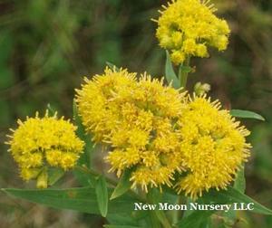 Typical inventory plug
Wetland species of goldenrod.