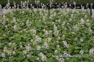 Creeping foam flower is a perennial for shaded and woodland areas, makes a nice groundcover. Will naturalize. 
