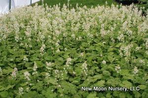 Foam flower is an excellent clump forming groundcover for the woodland or shade garden. 