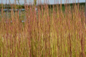 Broom Sedge is a short warm season bunch grass, with golden fall color.
