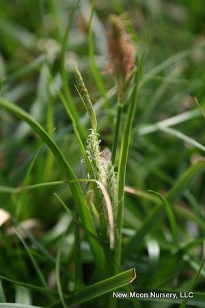 Cherokee sedge is an evergreen sedge for wet spaces, such as low spots, pond and stream edges, and rain gardens.