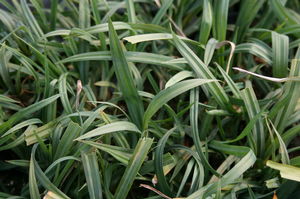 A good liriope replacement, blue wood sedge is best for moist areas, such as stream and pond margins.

