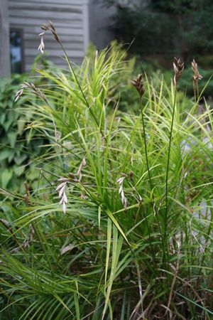 Palm sedge forms dense clumps and is a good choice for wetland areas and stormwater management projects.