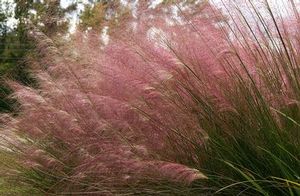 Pink muhly grass is an ornamental warm season perennial grass.