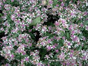 Calico aster can be used for rain gardens, bird and butterfly gardens, and for restoration and conservation. 
