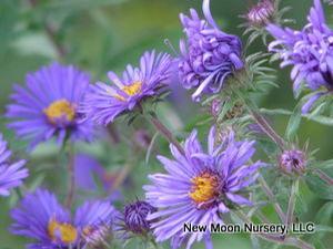New England aster is a perennial suited for wet spaces and good for use in the rain garden.
