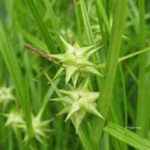 Gray's sedge is cool season and semi-evergreen thrives in moist to wet spaces such as near ponds, pools, and lakes. 