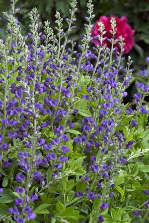 Drought tolerant, blue false indigo is suitable for restoration and conservation, meadow areas, and use as a landscape ornamental. 