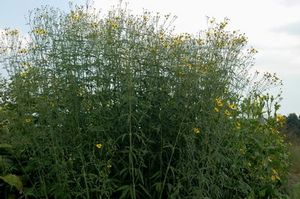 Tall coreopsis is good for use in conservation and rain gardens. Attracts pollinators. 
