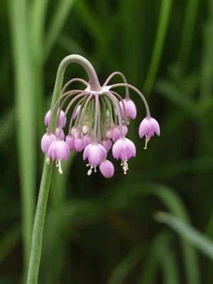 Nodding onion is a suitable perennial for woodlands and prairies. 