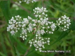 Boneset is a wetland species for use in restoration and rain gardens. 