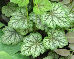 Coral bell makes a nice groundcover for the woodland garden or other shady areas. 