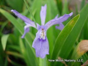 Dwarf crested iris forms an attractive groundcover for consistently moist areas. Will naturalize. 