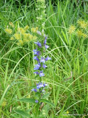 Great blue lobelia is a great perennial for rain gardens, wetlands, and other wet spaces.