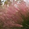 Pink hair grass