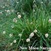 Greenlee's Hybrid Moor Grass