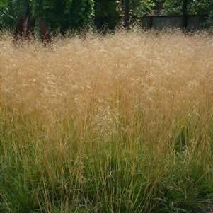 gold dew tufted hair grass
