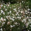 Lindheimer's beeblossom, white gaura