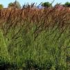 Edith Dudszus purple moor grass