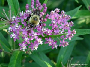 Swamp milkweed thrives in wet habitats such as marshes, floodplains, lakes, and ponds. 