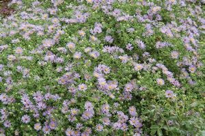 Good for meadows, bird and butterflies, and use as a landscape ornamental. Aromatic aster is drought tolerant. 
