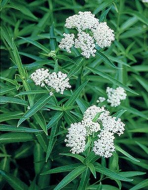 A white selection of swamp milkweed, which thrives in wet habitats such as marshes, floodplains, lakes, and ponds.
