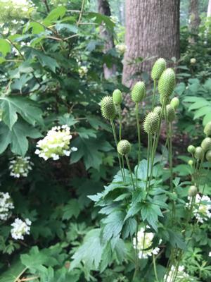Anemone virginiana - Thimble weed from New Moon Nurseries