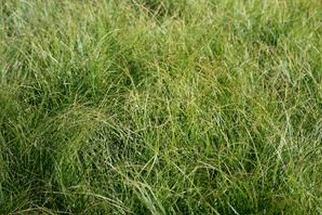 Appalachian sedge