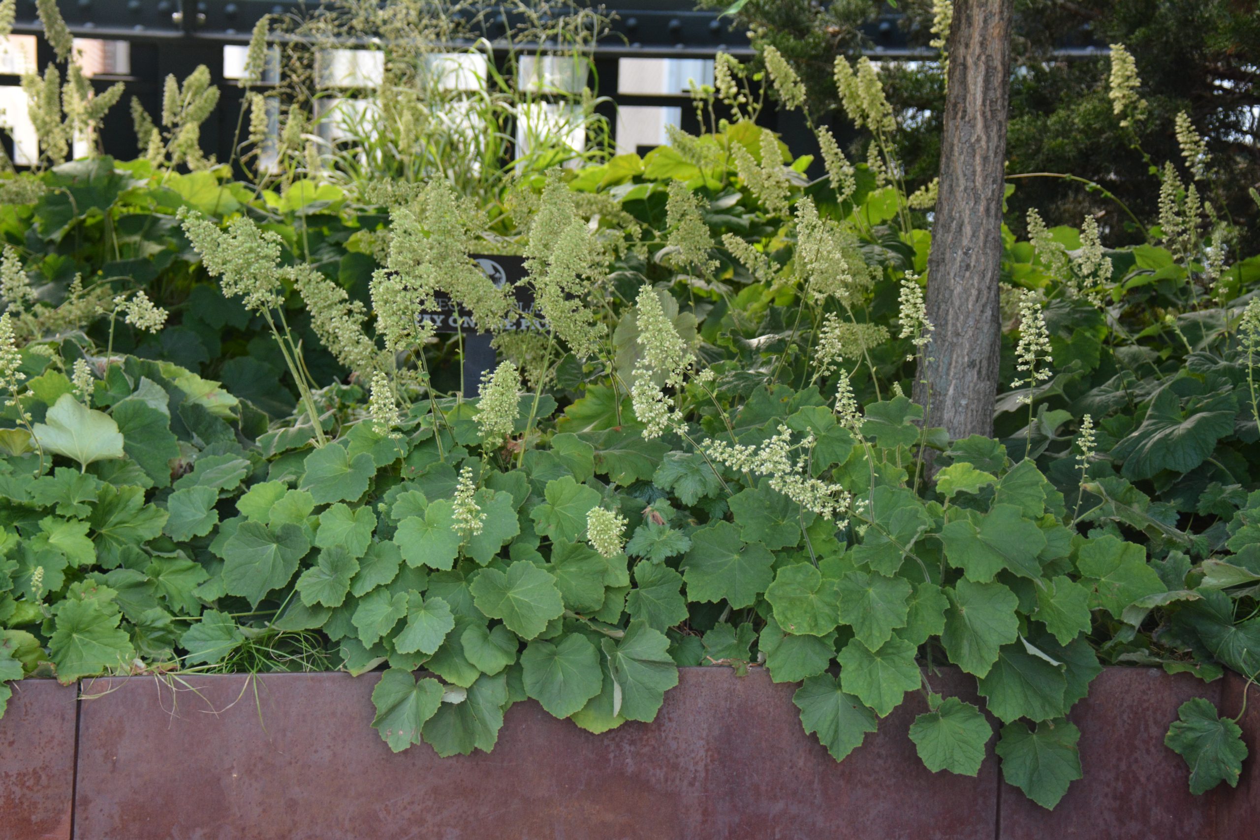 Heuchera Autumn Bride close up corner bed Highline