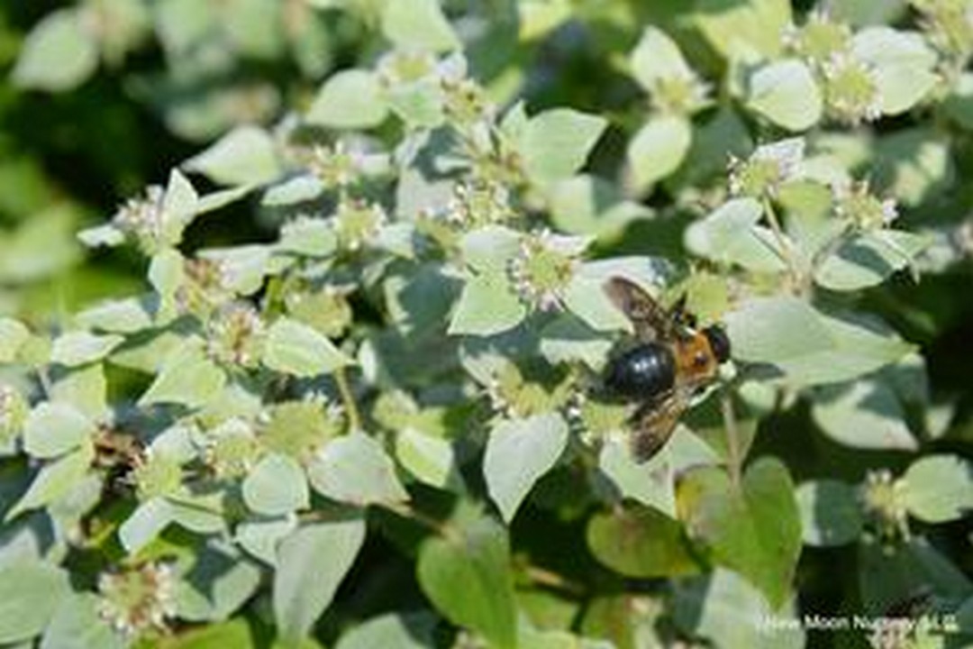 Short-toothed mountain mint