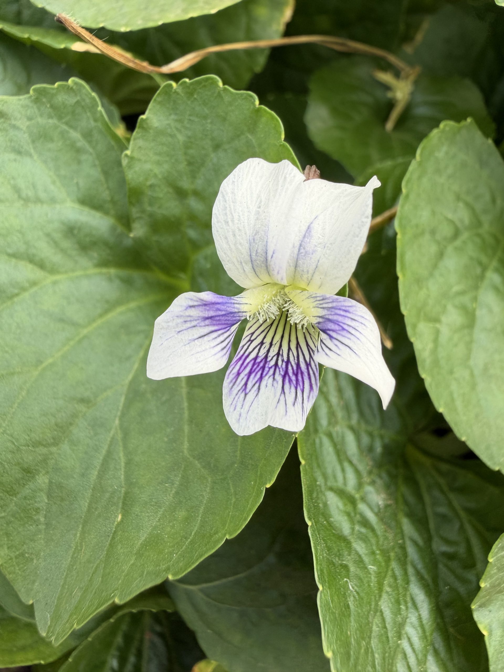 Viola sororia flower