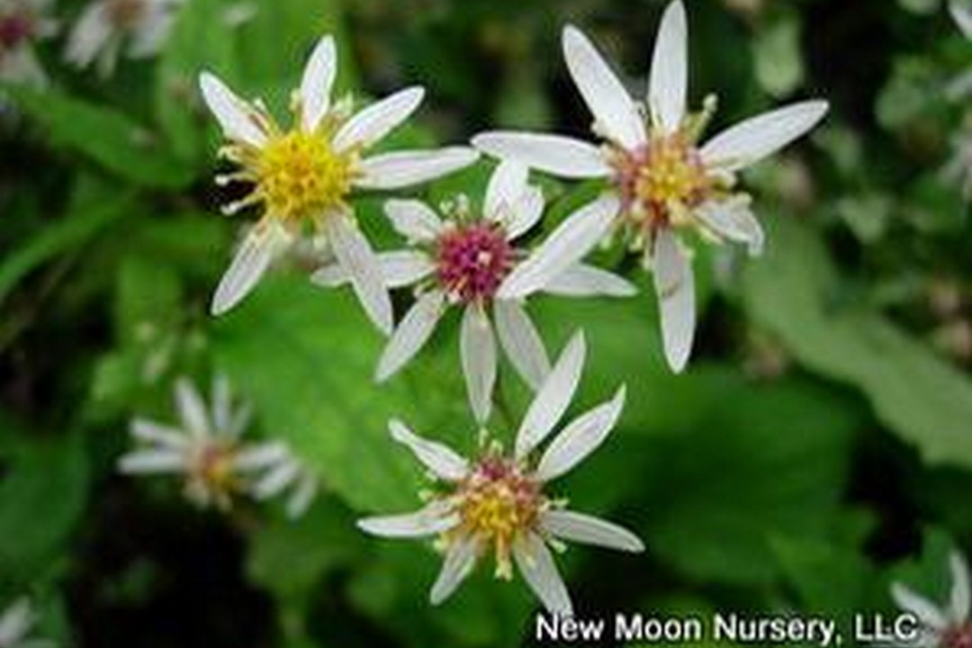White wood aster