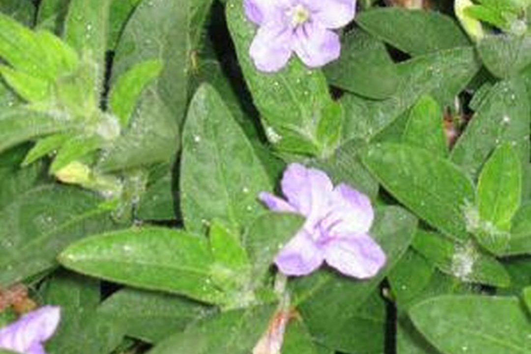 Wild petunia