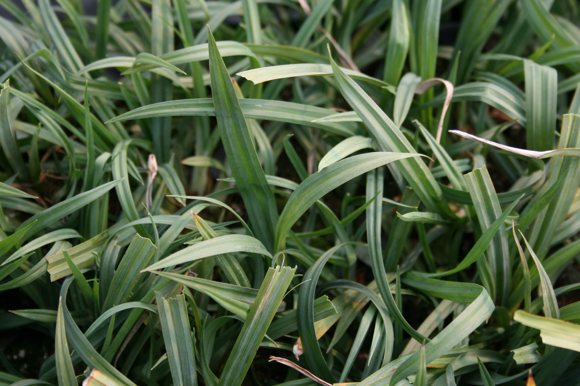 carex flaccosperma (2)