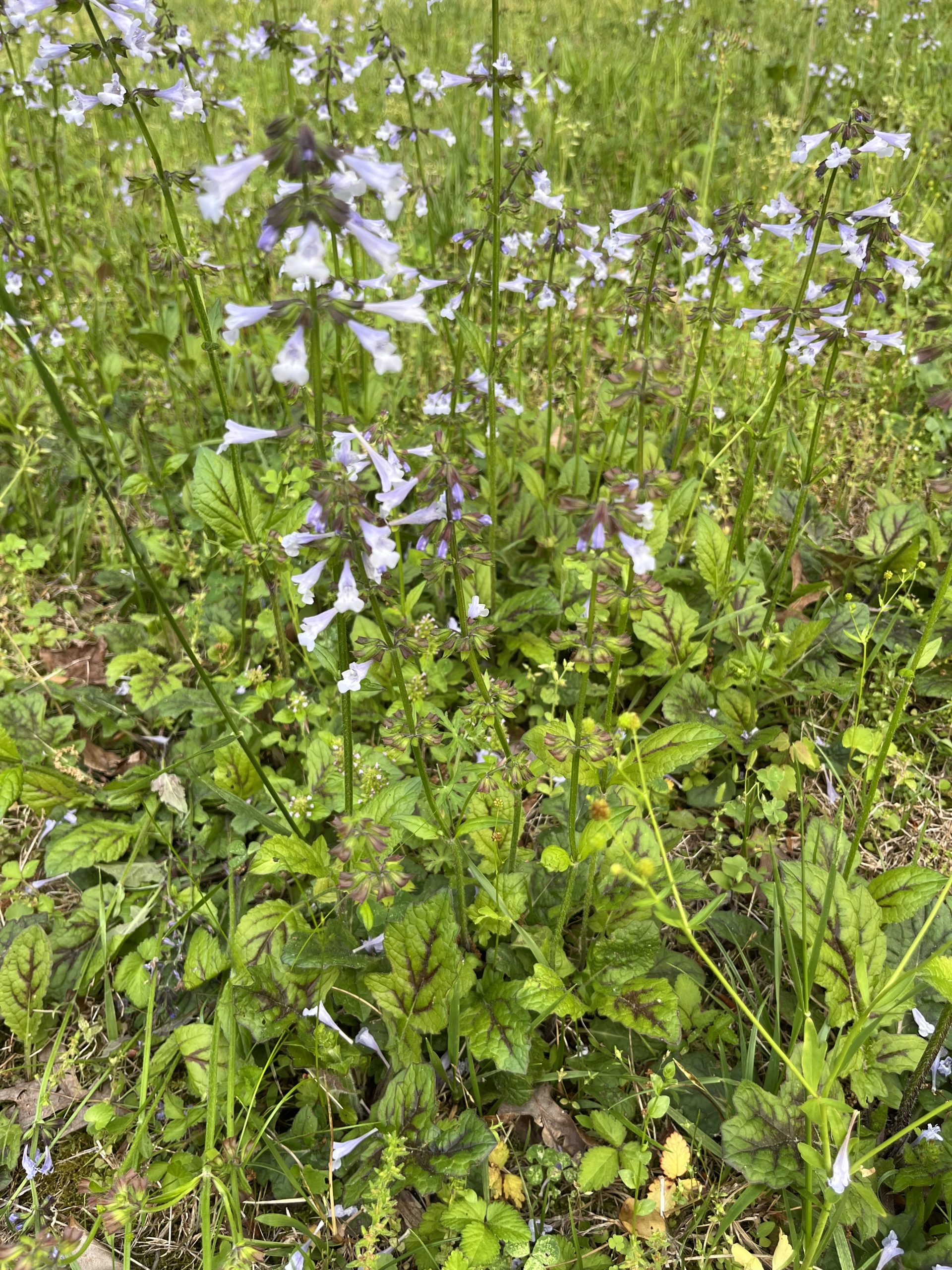 Salvia lyrata