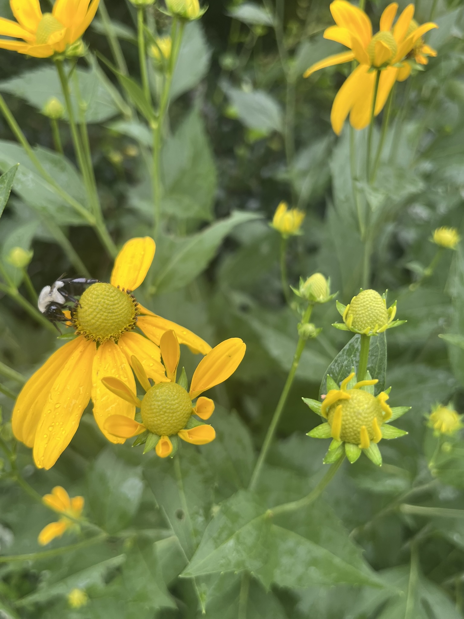 Rudbeckia l Autumn Sun flower with bee