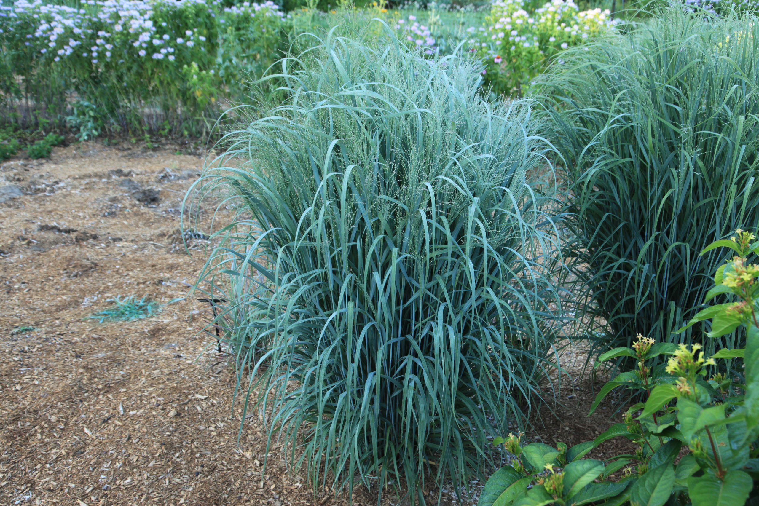Panicum virgatum Dream Catcher® Misty Blue (2)