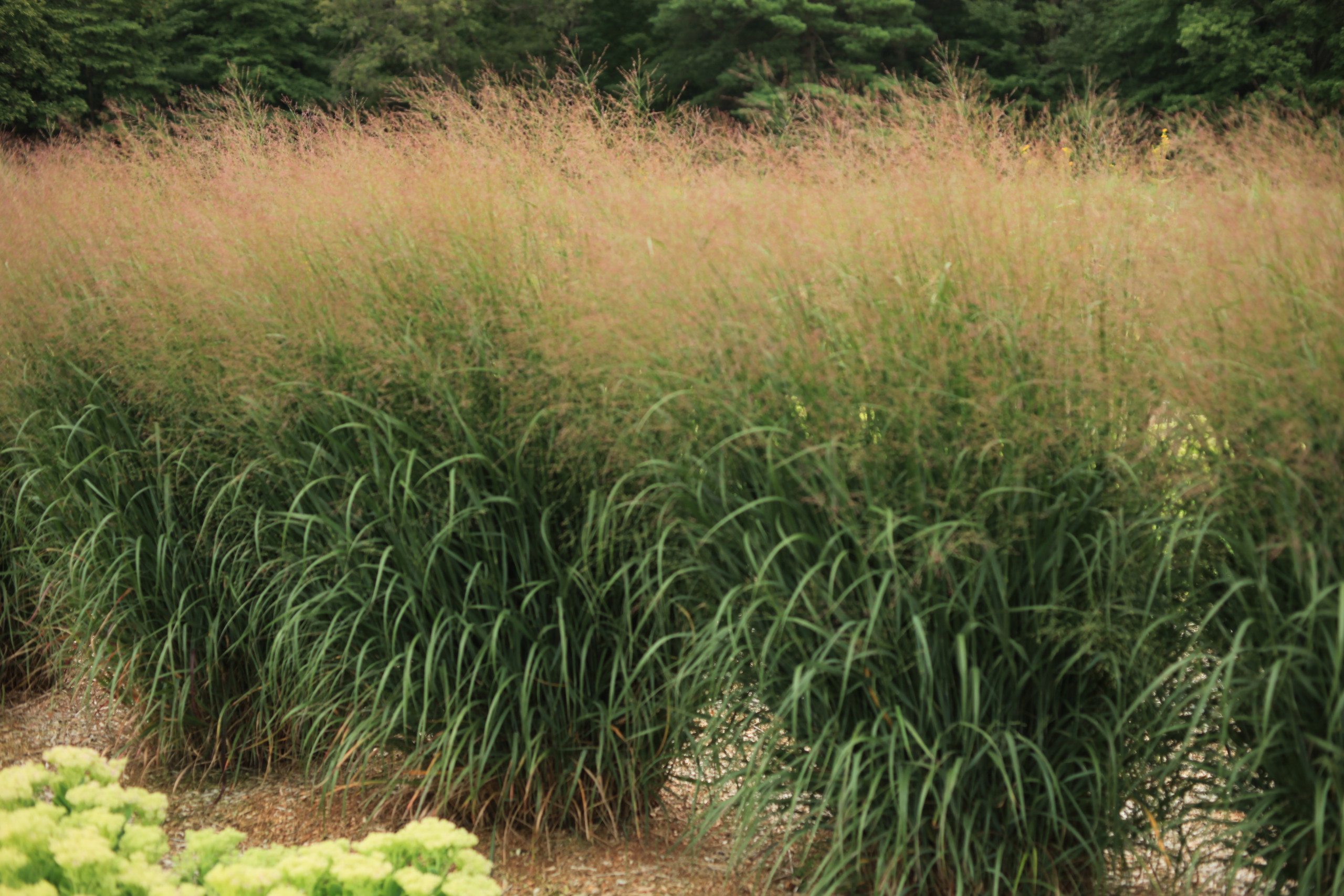 Panicum-virgatum-Misty-Blue-8-8-scaled