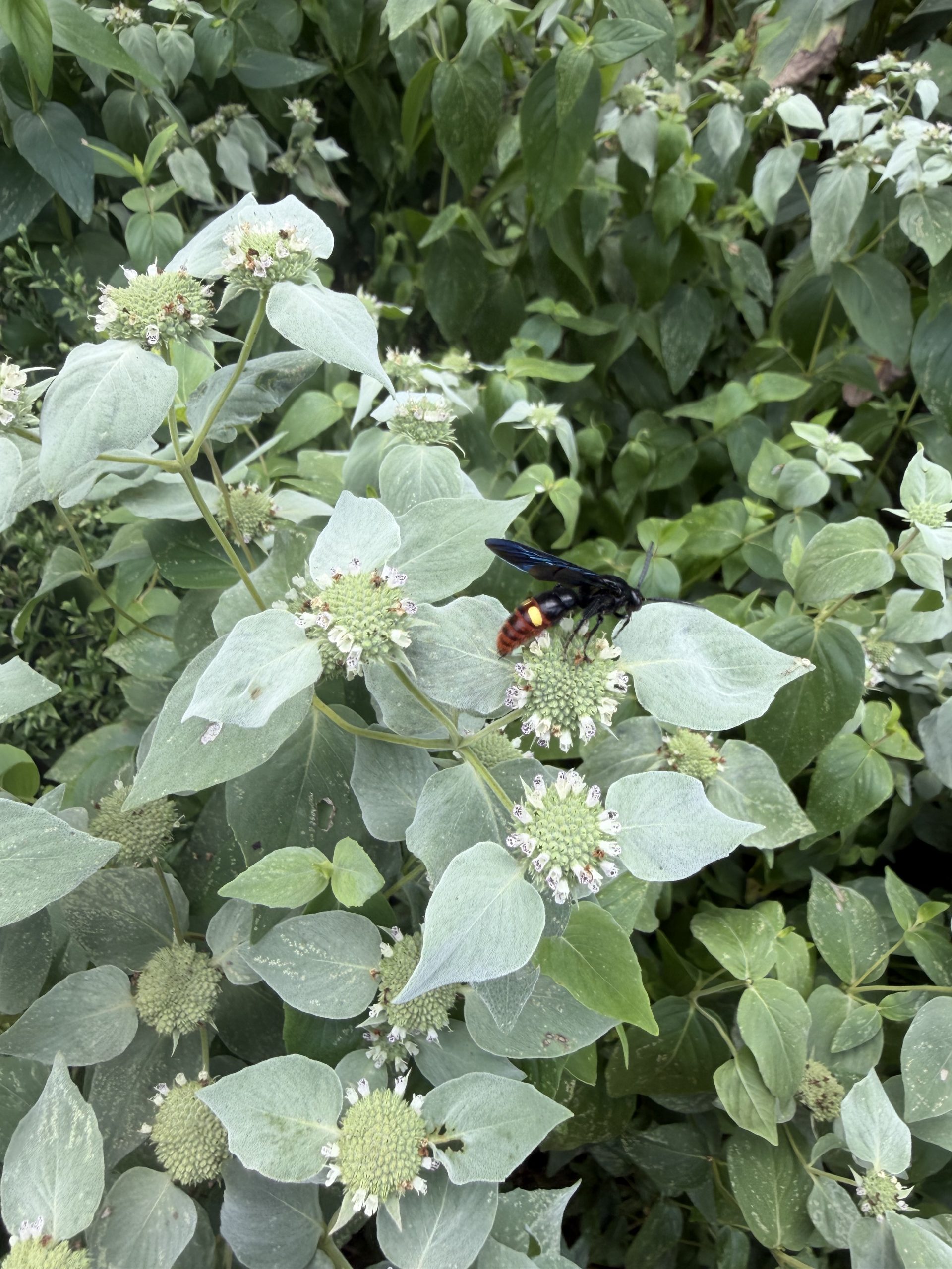 Pycnanthemum muticum with wasp